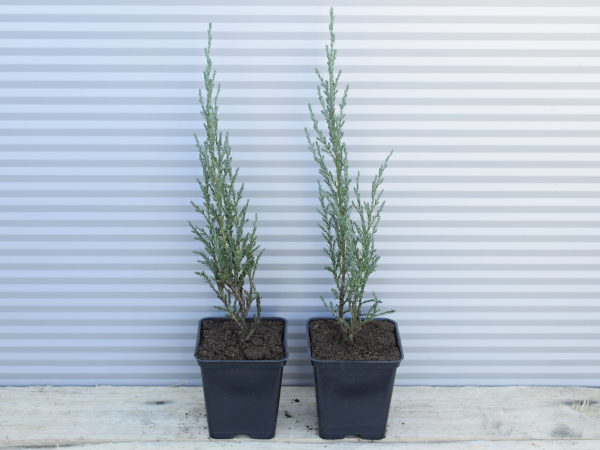 Jałowiec skalny BLUE ARROW - sadzonki w doniczkach P9