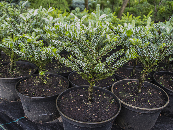 Jodła koreańska SILBERLOCKE - sadzonki w doniczkach C3