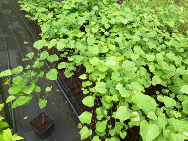 Judaszowiec kanadyjski - sadzonki w doniczkach C2