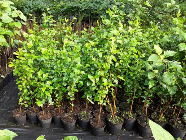 Ketmia syryjska - sadzonki w doniczkach C3