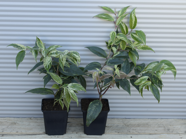 Kiścień wawrzynowy RAINBOW - sadzonki w doniczkach P9