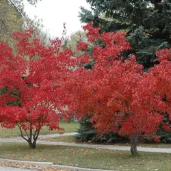 Klon Ginnala - sadzonki