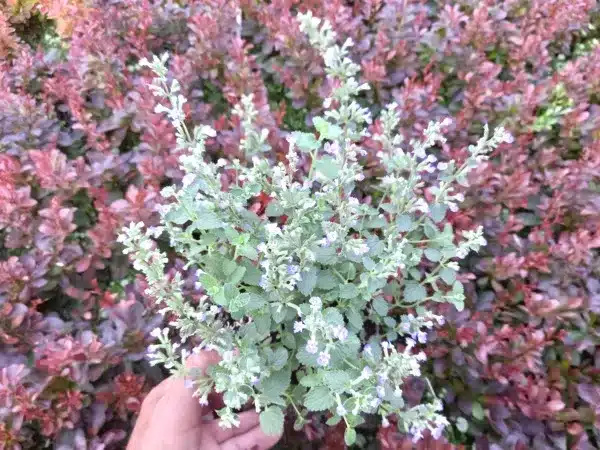 Kocimiętka Faassena WALKER'S LOW - sadzonki w doniczkach P9