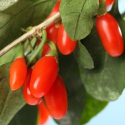 Kolcowój chiński (jagody goji) - sadzonki