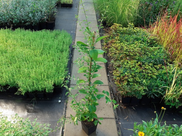 Kolcowój chiński (jagody goji) - sadzonki w doniczkach C2