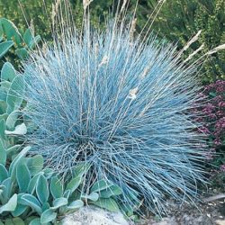 Kostrzewa sina BLUE SELECT - sadzonki w doniczkach