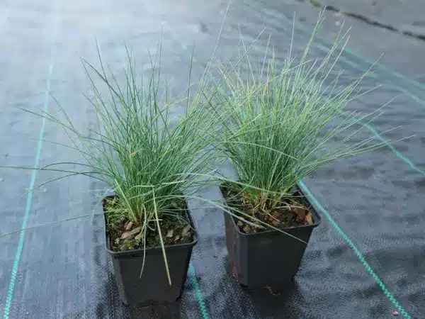 Kostrzewa sina BLUE SELECT - sadzonki w doniczkach P9