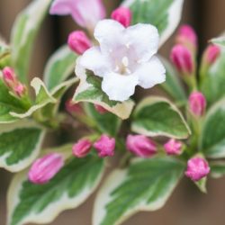 Krzewuszka cudowna NANA VARIEGATA - sadzonki