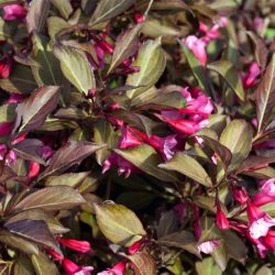 Krzewuszka cudowna VICTORIA - sadzonki