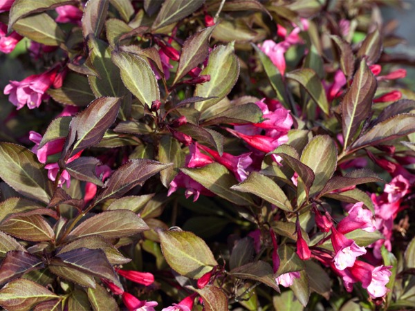 Krzewuszka cudowna VICTORIA - sadzonki