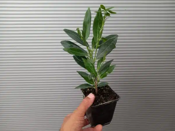 Laurowiśnia wschodnia OTTO LUYKEN - sadzonki w doniczkach P9