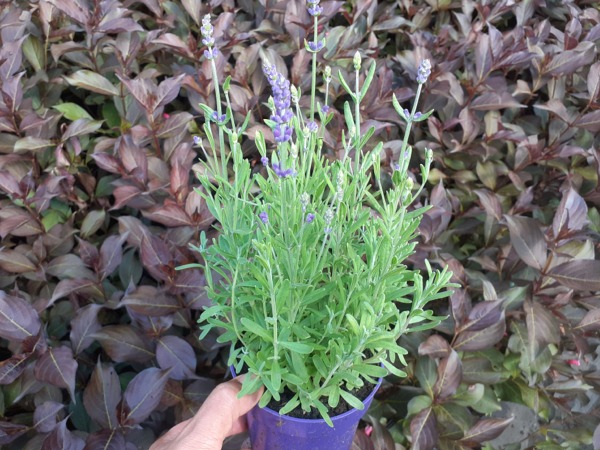 Lawenda wąskolistna HIDCOTE BLUE - sadzonki w doniczkach P9-2