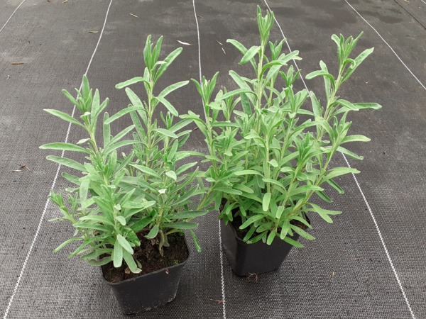 Lawenda wąskolistna HIDCOTE BLUE - sadzonki w doniczkach P9