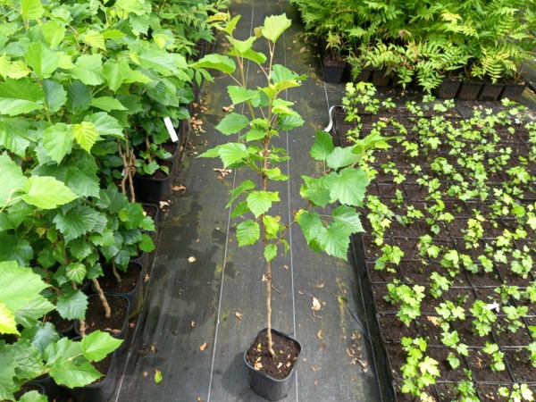 Leszczyna turecka - sadzonki w doniczkach C2