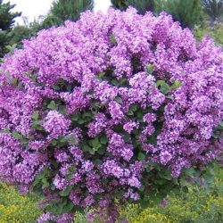 Lilak Meyera PALIBIN - sadzonki