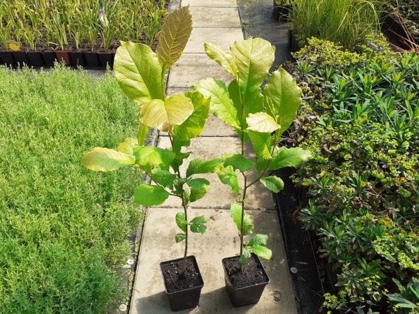 magnolia-japonska-kobus-sadzonki-p11 Magnolia japońska - sadzonki w doniczkach P11