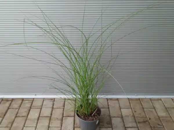 Miskant chiński GRACILLIMUS - sadzonki w doniczkach C3