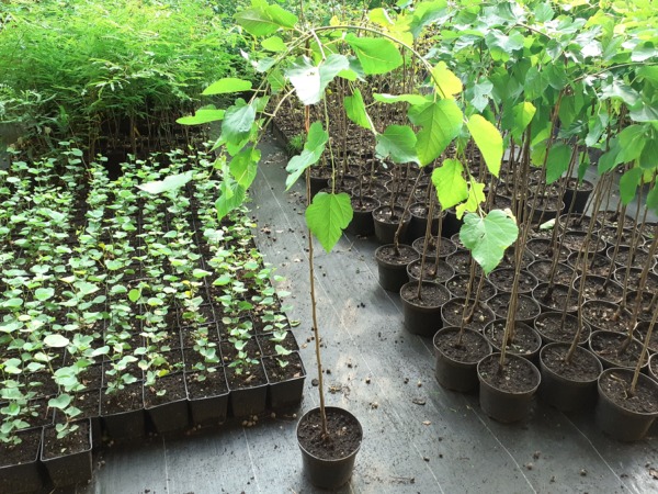 Morwa biała PENDULA - sadzonki w doniczkach C3