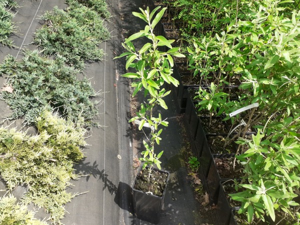 Oliwnik wąskolistny - sadzonki w doniczkach C2