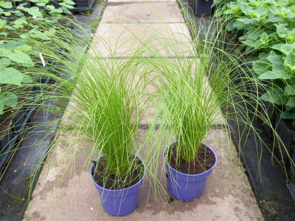 Ostnica cieniutka PONY TAILS - sadzonki w doniczkach P9