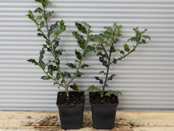 Ostrokrzew kolczasty - sadzonki w doniczkach P9