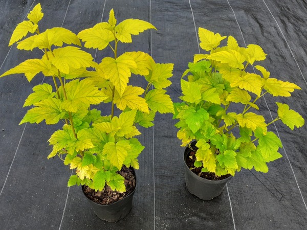 Pęcherznica kalinolistna LUTEUS - sadzonki w doniczkach C2