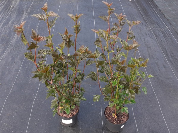 Pęcherznica kalinolistna RED BARON - sadzonki w doniczkach C2