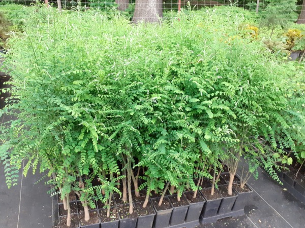 perelkowiec-japonski-sadzonki-c2 Perełkowiec japoński - sadzonki w doniczkach C2