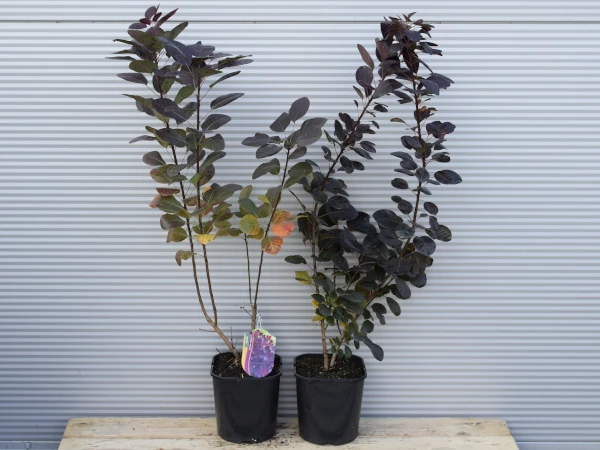 perukowiec-podolski-royal-purple-c3 Perukowiec podolski ROYAL PURPLE - sadzonki w doniczkach C3