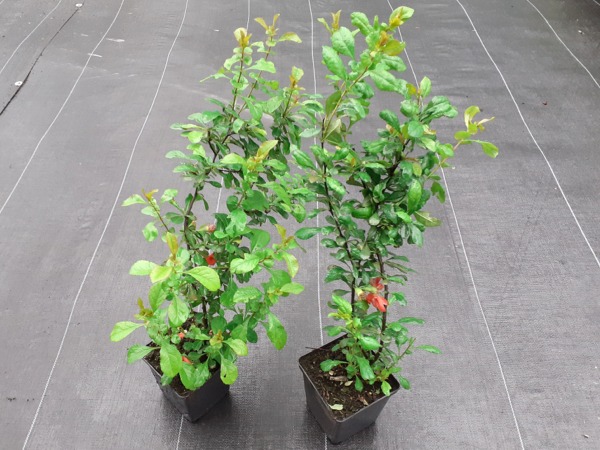 pigwowiec-japonski-sadzonki