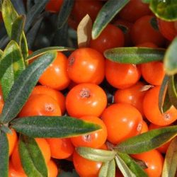 Rokitnik pospolity - sadzonki w doniczkach