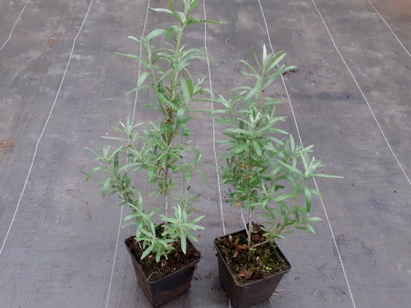 rokitnik-pospolity-sadzonki-p11 Rokitnik pospolity - sadzonki w doniczkach P11