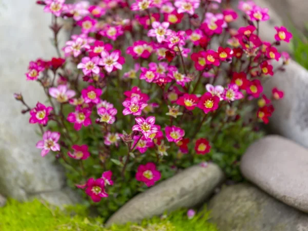 Skalnica Arendsa 'Peter Pan' - sadzonki