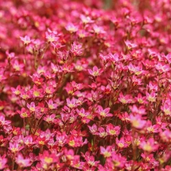 Skalnica Arendsa 'Peter Pan' - sadzonki