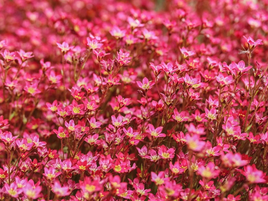 skalnica-arendsa-peter-pan-sadzonki-2 Skalnica Arendsa 'Peter Pan' - sadzonki