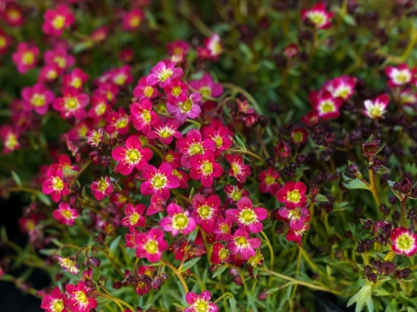 Skalnica Arendsa 'Peter Pan' - sadzonki