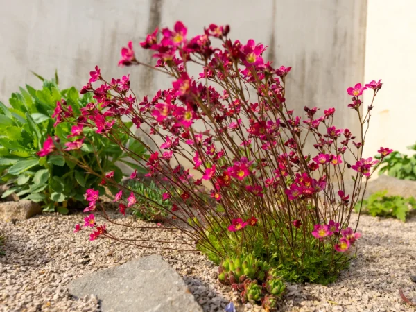 Skalnica Arendsa 'Peter Pan' - sadzonki