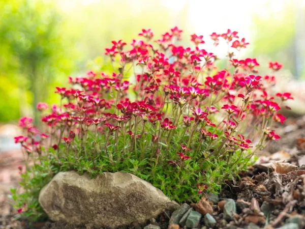 Skalnica Arendsa 'Peter Pan' - sadzonki