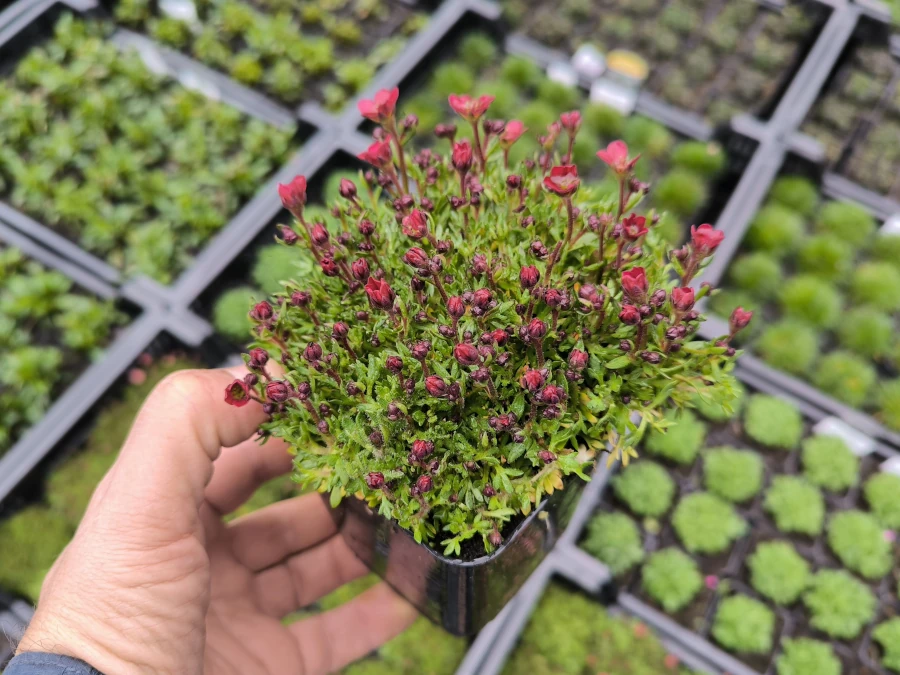 skalnica-arendsa-peter-pan-sadzonki-p9 Skalnica Arendsa 'Peter Pan' - sadzonki w doniczkach P9