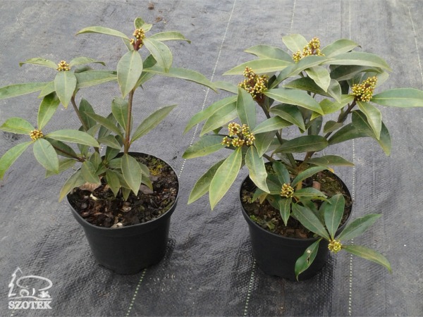 Skimia (skimmia) Reevesa - sadzonki w doniczkach C3