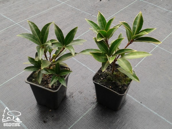 Skimia (skimmia) Reevesa - sadzonki w doniczkach P9