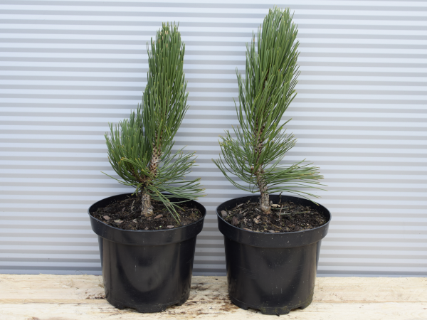 Sosna bośniacka SATELIT - sadzonki w doniczkach C3