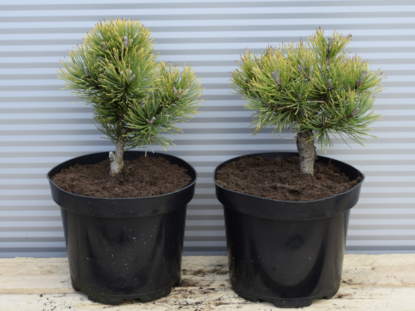 Sosna górska CARSTENS WINTER GOLD - sadzonki w doniczkach C3