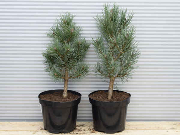 Sosna pospolita WATERERI - sadzonki w doniczkach C3