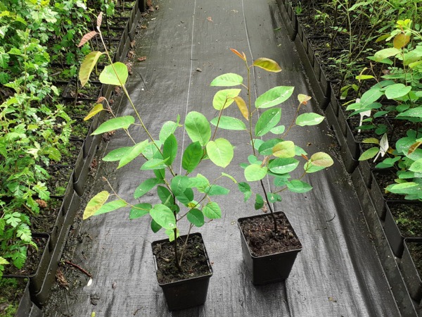 swidosliwa-lamarcka-sadzonki-p11 Świdośliwa lamarcka - sadzonki w doniczkach P11