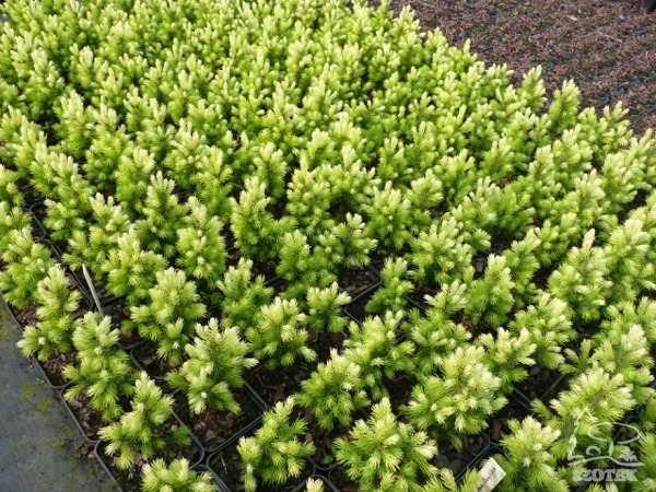 Świerk biały DAISY'S WHITE - sadzonki w doniczkach P9