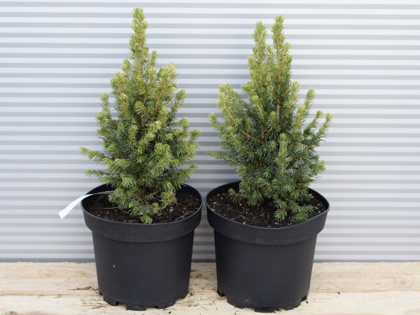 Świerk biały RAINBOWS END - sadzonki w doniczkach C2