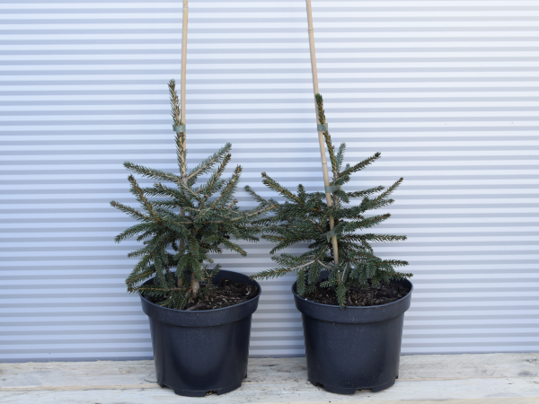 Świerk kaukaski AUREOSPICATA - sadzonki w doniczkach C3