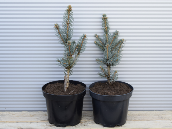 Świerk kłujący ISELI FASTIGIATE- sadzonki w doniczkach C3