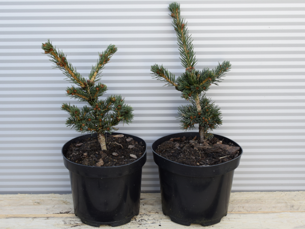 swierk-klujacy-lucky-strike-c3 Świerk kłujący LUCKY STRIKE - sadzonki w doniczkach C3